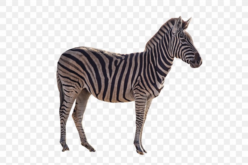 Quagga Horse Zebra Transparency, PNG, 7360x4912px, Quagga, African Bush ...