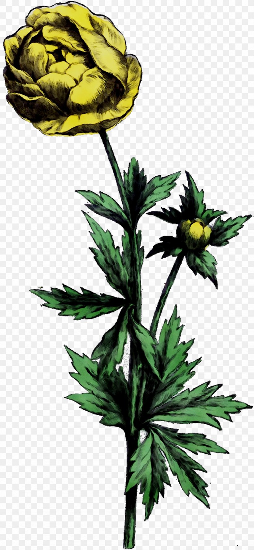 Abziehtattoo Flowering Plant Amazon.com, PNG, 821x1775px, Abziehtattoo, Amazoncom, Botany, Bud, Buttercup Download Free