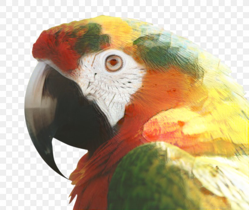 Bird Parrot, PNG, 1348x1140px, Macaw, Beak, Bird, Feather, Parakeet Download Free