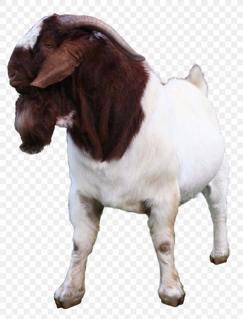 Boer Goat Jamnapari Goat Kalahari Red Goat Meat Sheep, PNG, 1450x1901px, Boer Goat, Breed, Broiler, Cow Goat Family, Dog Breed Download Free