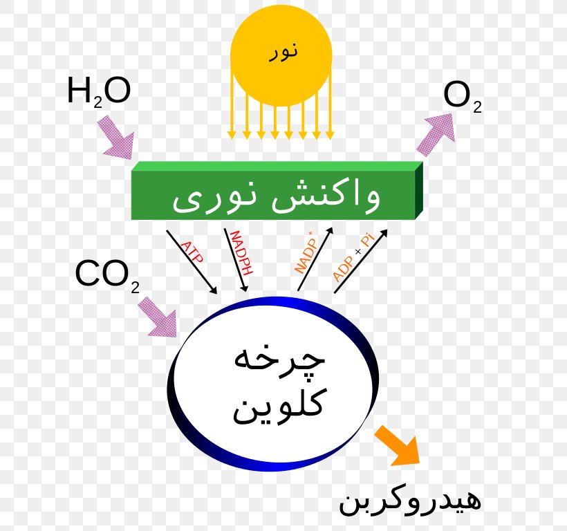 Photosynthesis Light-dependent Reactions Carbon Dioxide Energy, PNG, 621x768px, Photosynthesis, Area, Biology, Calvin Cycle, Carbon Dioxide Download Free