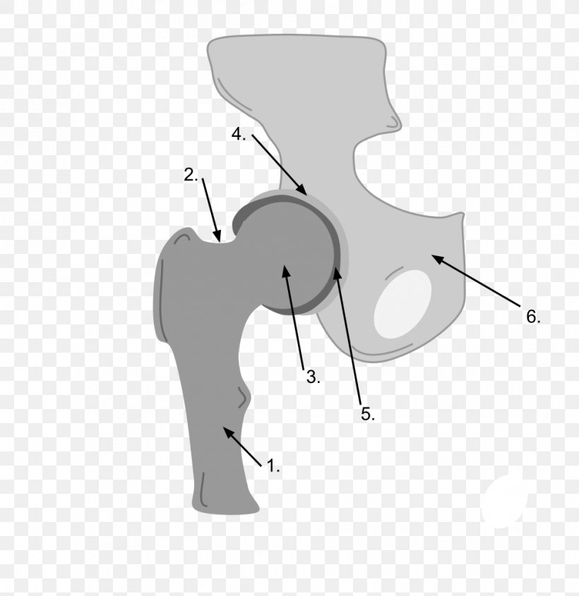 Ball And Socket Joint Pelvis Synovial Joint Acetabulum, PNG, 993x1024px, Watercolor, Cartoon, Flower, Frame, Heart Download Free