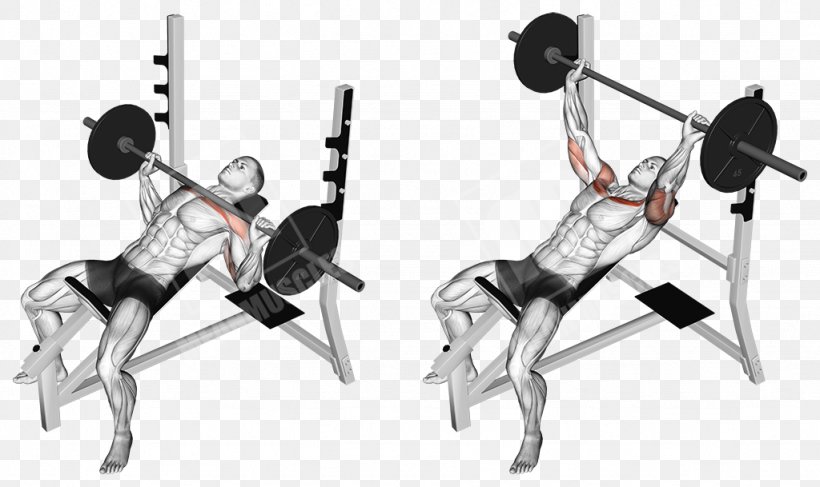 Bench Press Exercise Barbell Muscle, PNG, 1024x609px, Bench, Arm, Barbell, Bench Press, Biceps Download Free