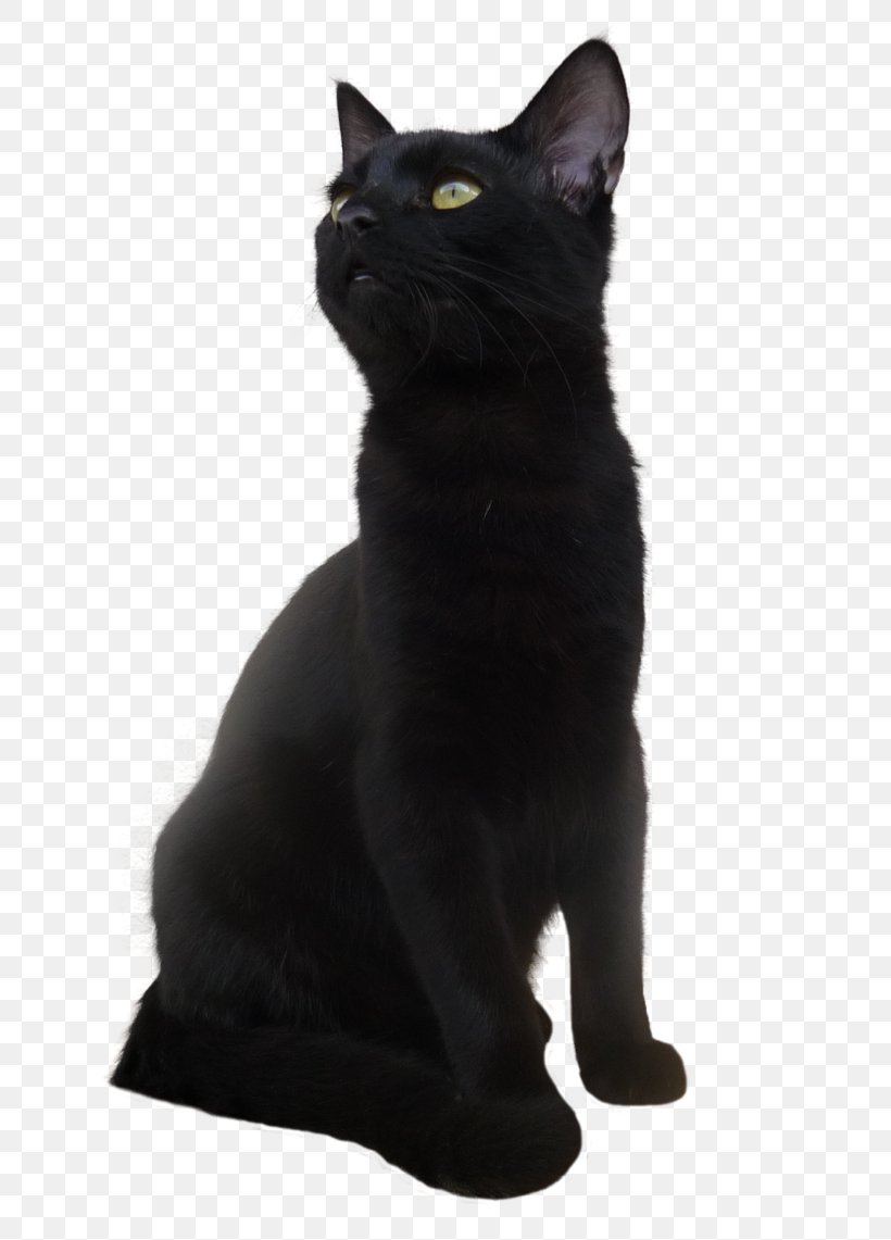 Bombay Cat Black Cat Kitten, PNG, 701x1141px, Bombay Cat, Asian, Black, Black Cat, Bombay Download Free