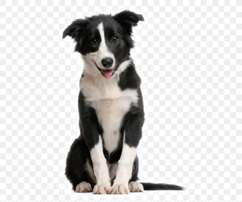Border Collie Rough Collie Puppy Shetland Sheepdog McNab Dog, PNG, 512x684px, Border Collie, Birthday, Carnivoran, Collie, Companion Dog Download Free