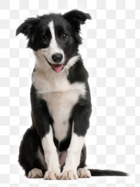 Puppy - Border Collie Rough Collie Puppy Shetland Sheepdog McNab Dog PNG
