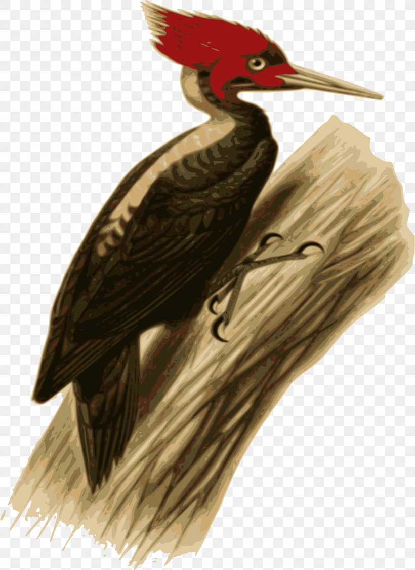 Cream-backed Woodpecker Bird European Green Woodpecker Pileated Woodpecker, PNG, 1750x2400px, Woodpecker, Animal, Beak, Bird, Campephilus Download Free