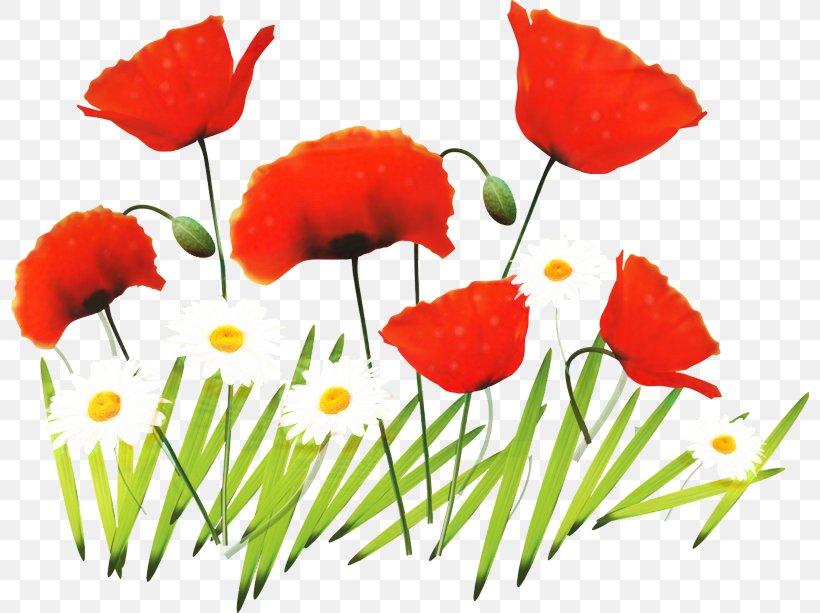Flowers Background, PNG, 798x613px, Poppy, Color, Common Poppy, Coquelicot, Corn Poppy Download Free