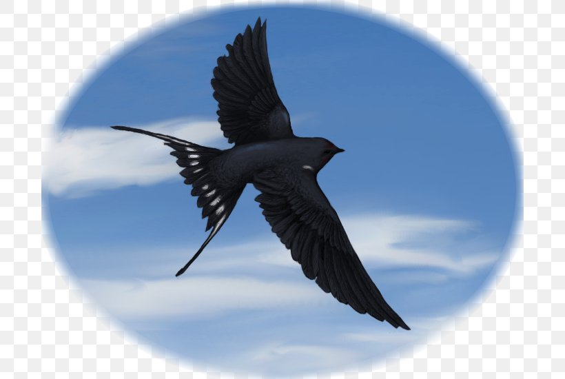 Swallow Fauna Beak Sky Plc, PNG, 700x550px, Swallow, Beak, Bird, Crow Like Bird, Fauna Download Free