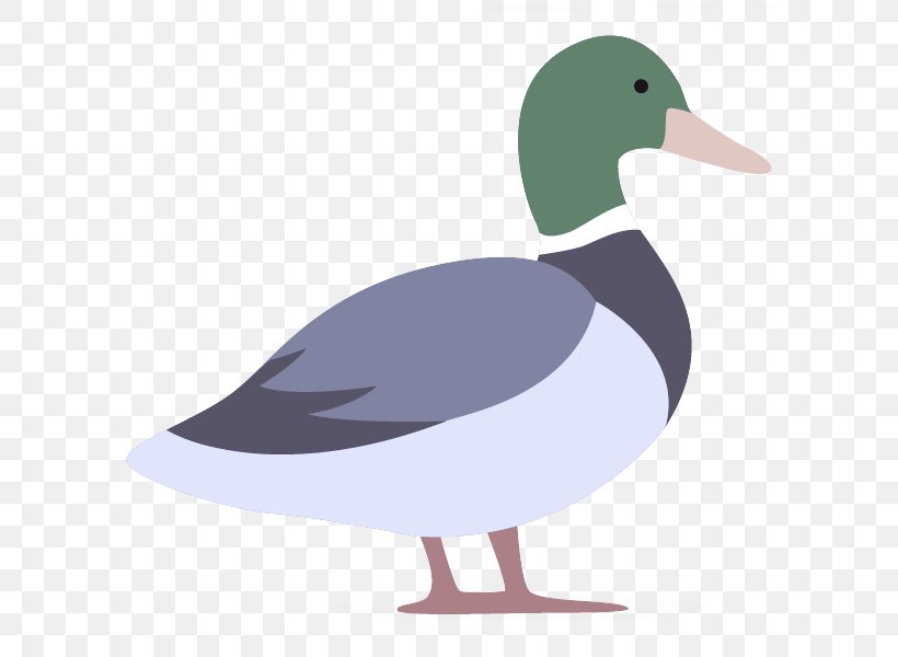 Bird Duck Beak Water Bird Ducks, Geese And Swans, PNG, 600x600px, Bird, American Black Duck, Beak, Duck, Ducks Geese And Swans Download Free
