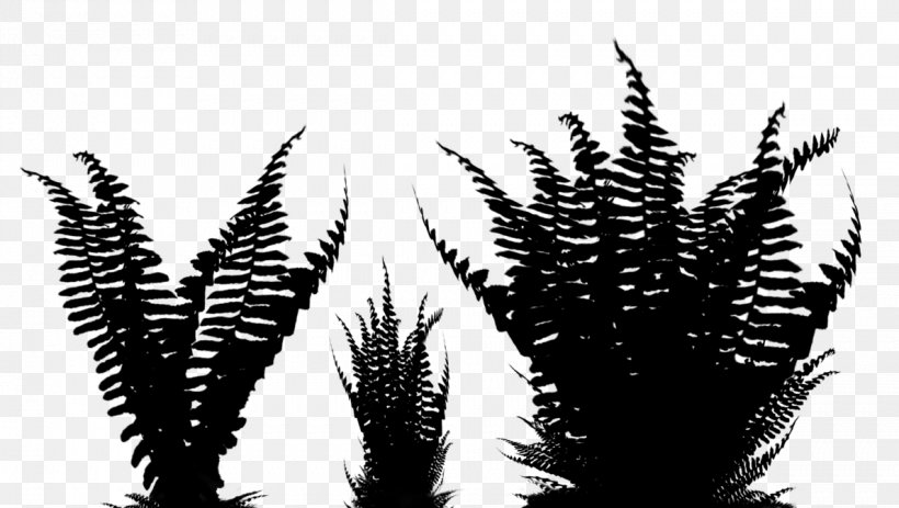 Black & White, PNG, 1189x672px, Black White M, Blackandwhite, Botany, Fern, Ferns And Horsetails Download Free