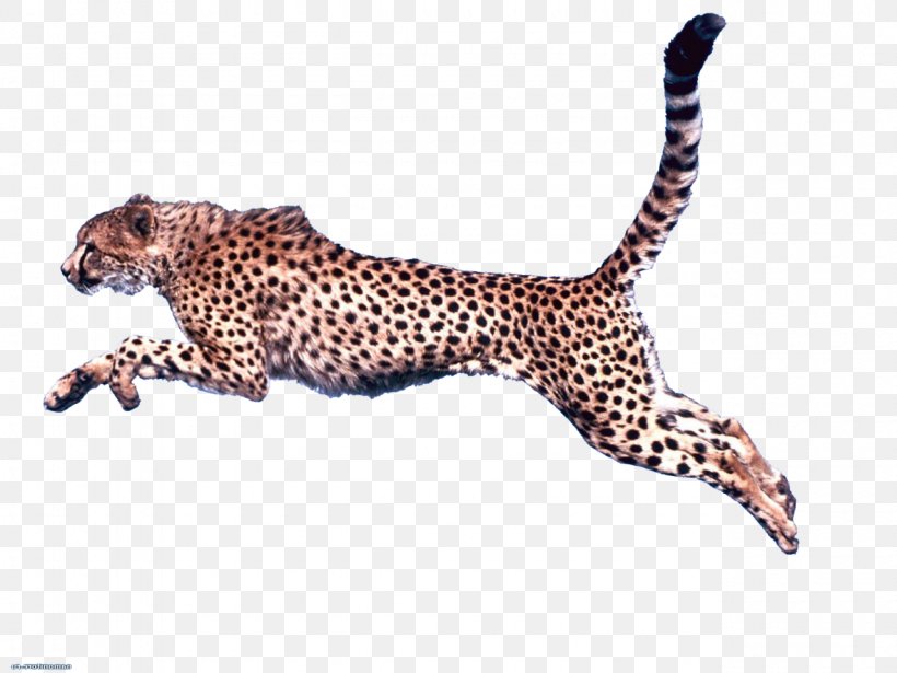 Cheetah Clip Art, PNG, 1280x960px, Cheetah, Acinonyx, Animal Figure, Big Cats, Carnivoran Download Free