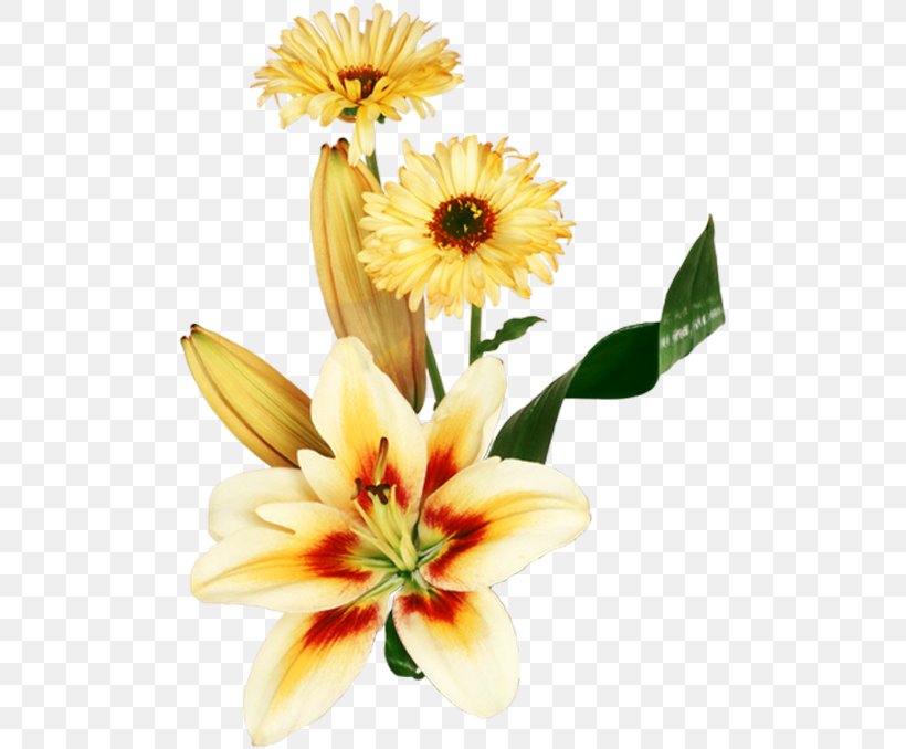 Flower Desktop Wallpaper Image Photograph, PNG, 670x678px, 2018, Flower, Chrysanths, Cut Flowers, Daisy Download Free