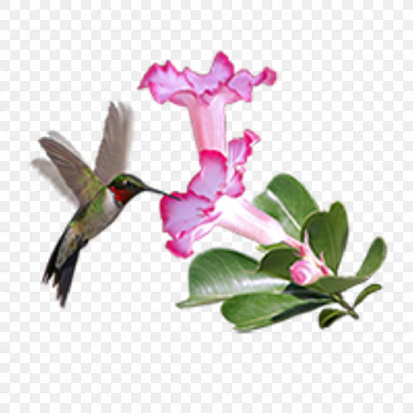 Hummingbird Current Gallery Rose, PNG, 1920x1920px, Hummingbird, Animal, Art, Beak, Bird Download Free