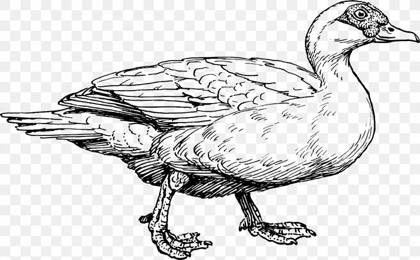 Muscovy Duck Bird Clip Art, PNG, 1280x792px, Duck, Art, Artwork, Beak, Bird Download Free