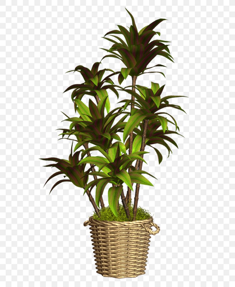 Flowerpot Houseplant, PNG, 595x1000px, Flowerpot, Crock, Evergreen, Flower, Garden Download Free