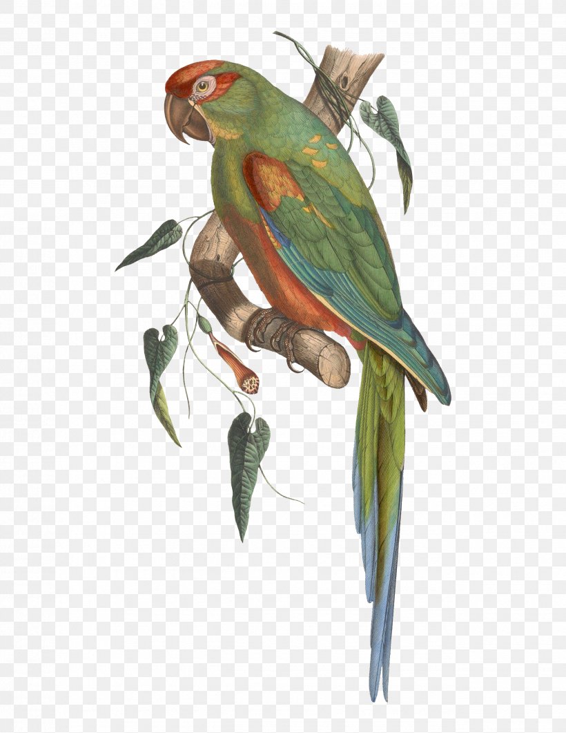 Budgerigar Red-fronted Macaw Parrot Bird, PNG, 2550x3300px, Budgerigar, Aratinga, Beak, Bird, Blueandyellow Macaw Download Free