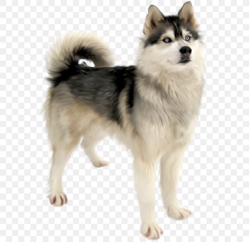 Cute Dog, PNG, 567x800px, Siberian Husky, Alaskan Klee Kai, Alaskan Malamute, Ancient Dog Breeds, Animal Download Free