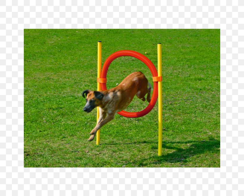 Dog Agility Puppy Australian Cattle Dog Dog Training Pet, PNG, 660x660px, Dog Agility, Animal Sports, Australian Cattle Dog, Cat Food, Clicker Download Free