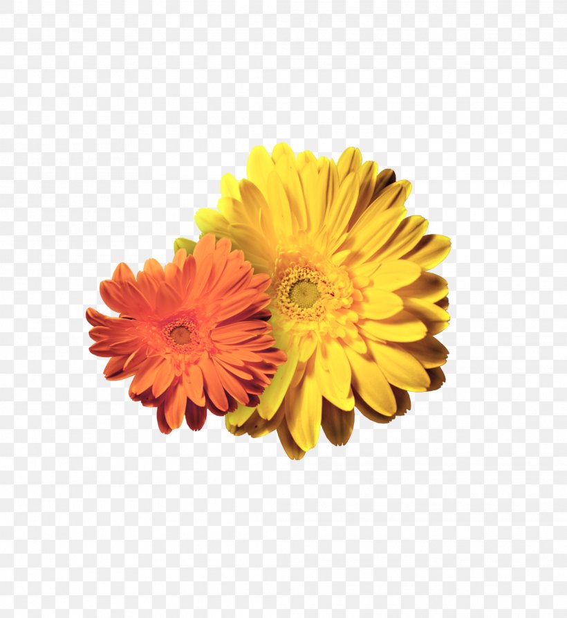 Transvaal Daisy Chrysanthemum Petal Cut Flowers, PNG, 2076x2262px, Transvaal Daisy, Calendula, Chrysanthemum, Chrysanths, Cut Flowers Download Free