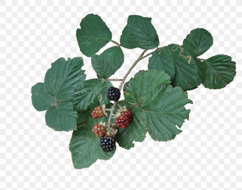 Bramble Clip Art Berries Drawing, PNG, 1024x808px, Bramble, Art, Artist, Berries, Berry Download Free