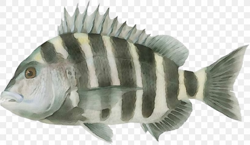 Fish Fish Tilapia Pilotfish Pomacentridae, PNG, 880x510px, Watercolor, Bonyfish, Fish, Paint, Perch Download Free