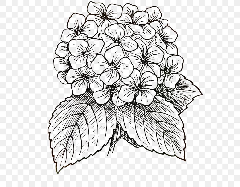 Flower Line Art, PNG, 574x640px, Drawing, Blackandwhite, Cartoon, Coloring Book, Cornales Download Free
