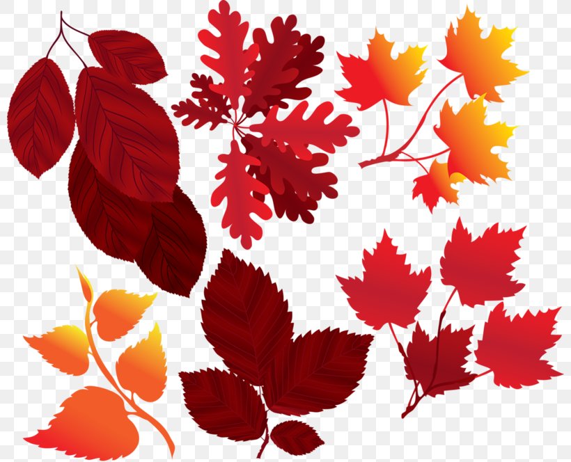 Vector Graphics Stock Illustration Maple Leaf, PNG, 800x664px, Leaf, Autumn, Autumn Leaf Color, Drawing, Floral Design Download Free