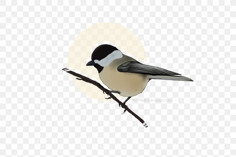 Chickadee Beak Feather, PNG, 1024x683px, Chickadee, Beak, Bird, Feather, Perching Bird Download Free