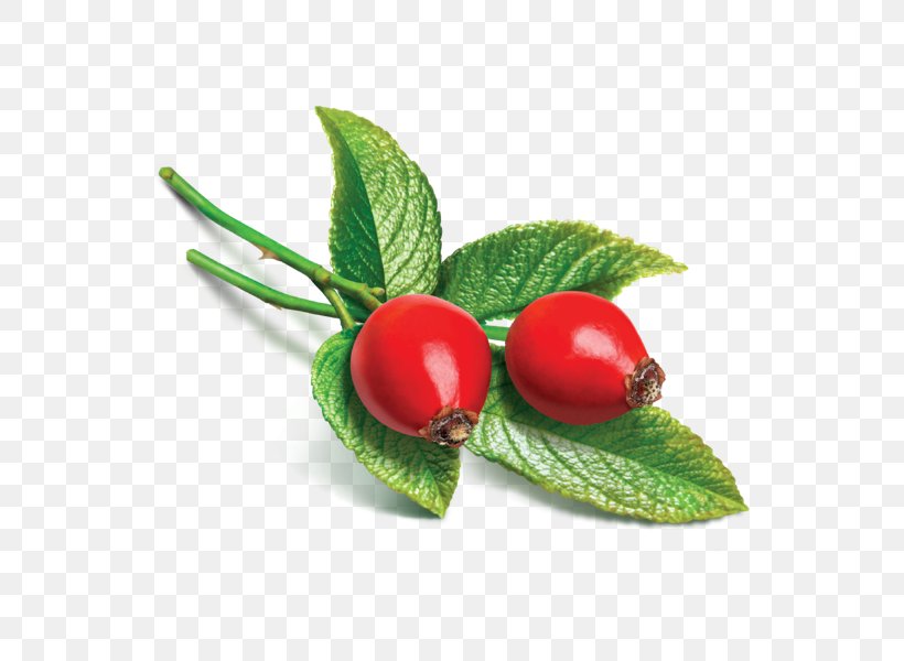 Rose Hip Seed Oil Essential Oil Carrier Oil, PNG, 600x600px, Rose Hip, Aroma Compound, Berry, Carrier Oil, Cherry Download Free