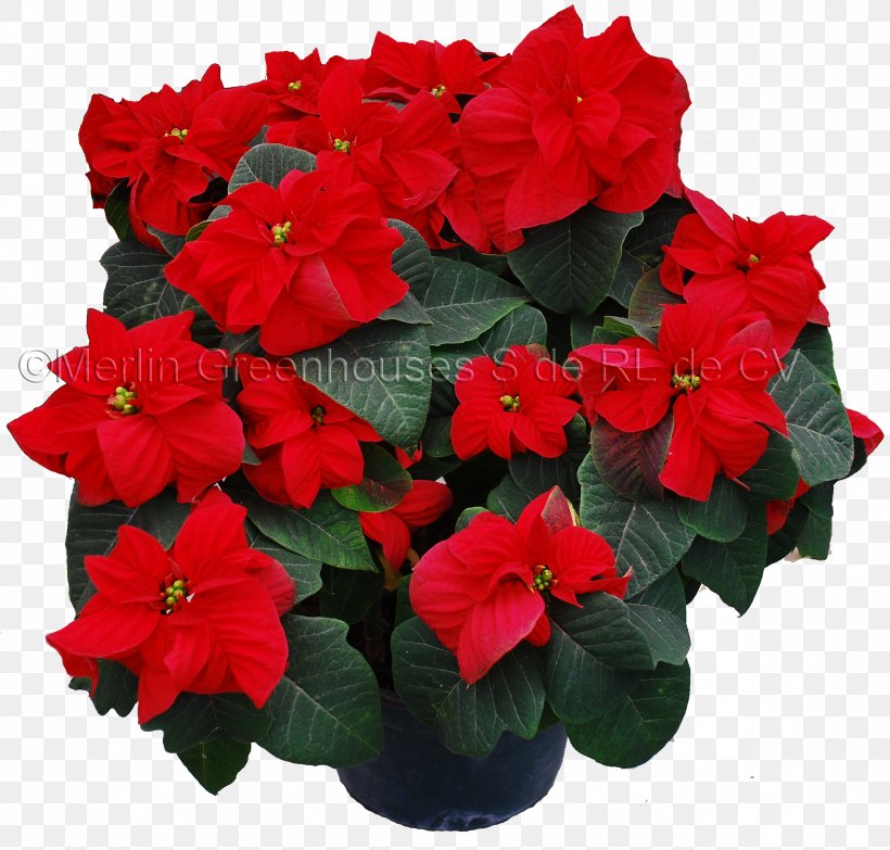 Poinsettia Flowerpot Petal Primrose, PNG, 2374x2268px, Poinsettia, Annual Plant, Busy Lizzie, Color, Demand Download Free