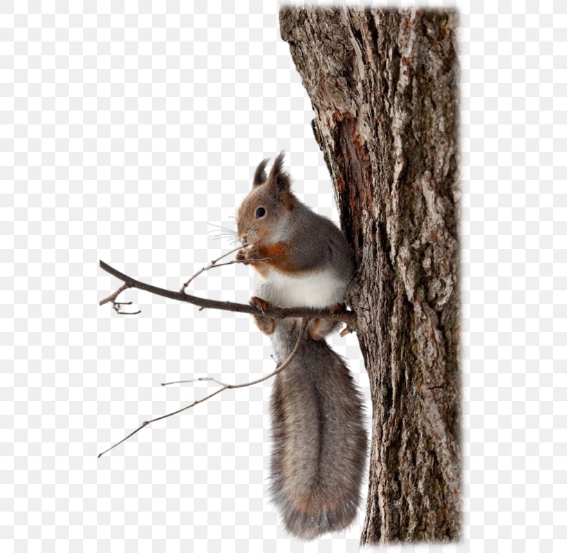 Chipmunk Squirrel Download Software, PNG, 540x800px, Chipmunk, Animal, Coreldraw, Fauna, Fur Download Free