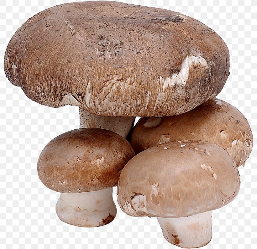 Edible Mushroom Shiitake Fungus Food, PNG, 800x795px, Mushroom, Agaricaceae, Agaricomycetes, Agaricus, Champignon Mushroom Download Free