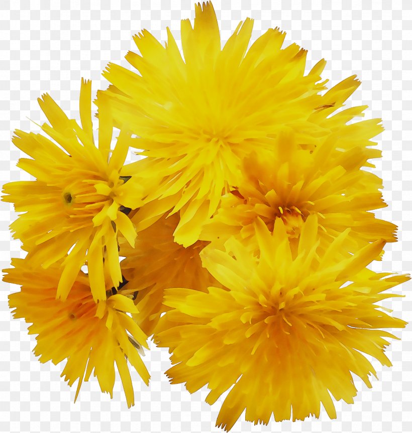Flower Extragreen Holidays Dandelion Candlemas GIF, PNG, 2363x2488px, Flower, Animation, Bitly Inc, Candlemas, Carnival Download Free