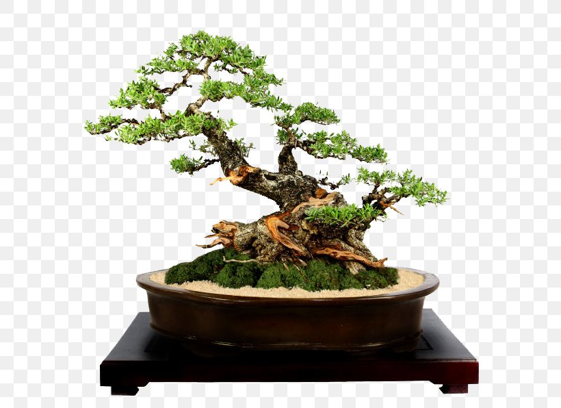Indoor Bonsai Ornamental Plant Tree Suiseki, PNG, 600x596px, Bonsai, Antipolo, Bosay, Fig Trees, Flowerpot Download Free