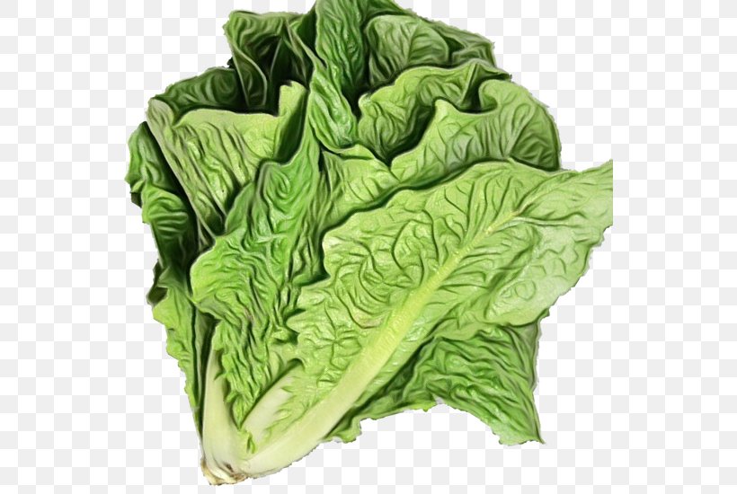 Leaf Vegetable Cabbage Leaf Collard Greens Green, PNG, 544x550px, Watercolor, Cabbage, Collard Greens, Green, Leaf Download Free