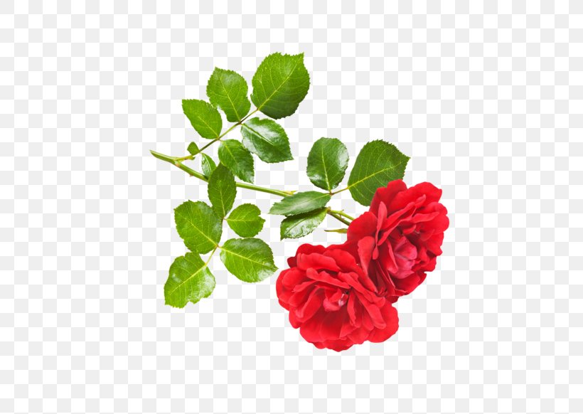 OMGRONNY Rose Stock Photography Thriller (Forever) Flower, PNG, 582x582px, Rose, Annual Plant, Artificial Flower, Carnation, Cut Flowers Download Free