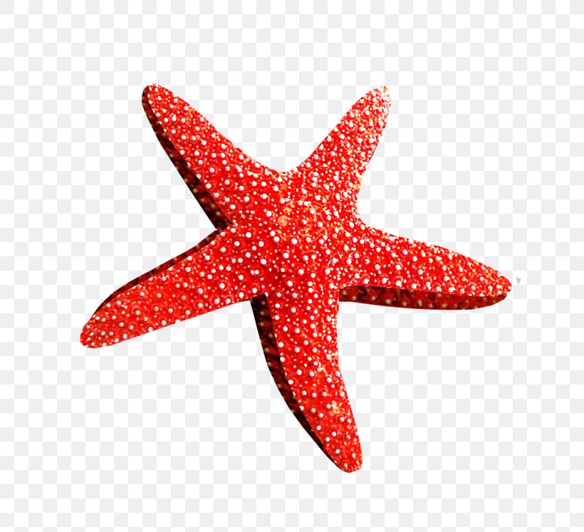 Starfish Desktop Wallpaper Brittle Star Clip Art, PNG, 800x747px, Starfish, Basket Star, Brittle Star, Echinoderm, Invertebrate Download Free