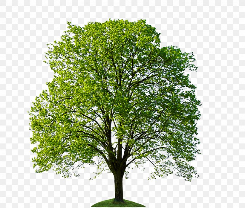 Tree Stock Photography Oak Bonsai, PNG, 1864x1584px, Tree, Arbor Day Foundation, Arborist, Bonsai, Branch Download Free
