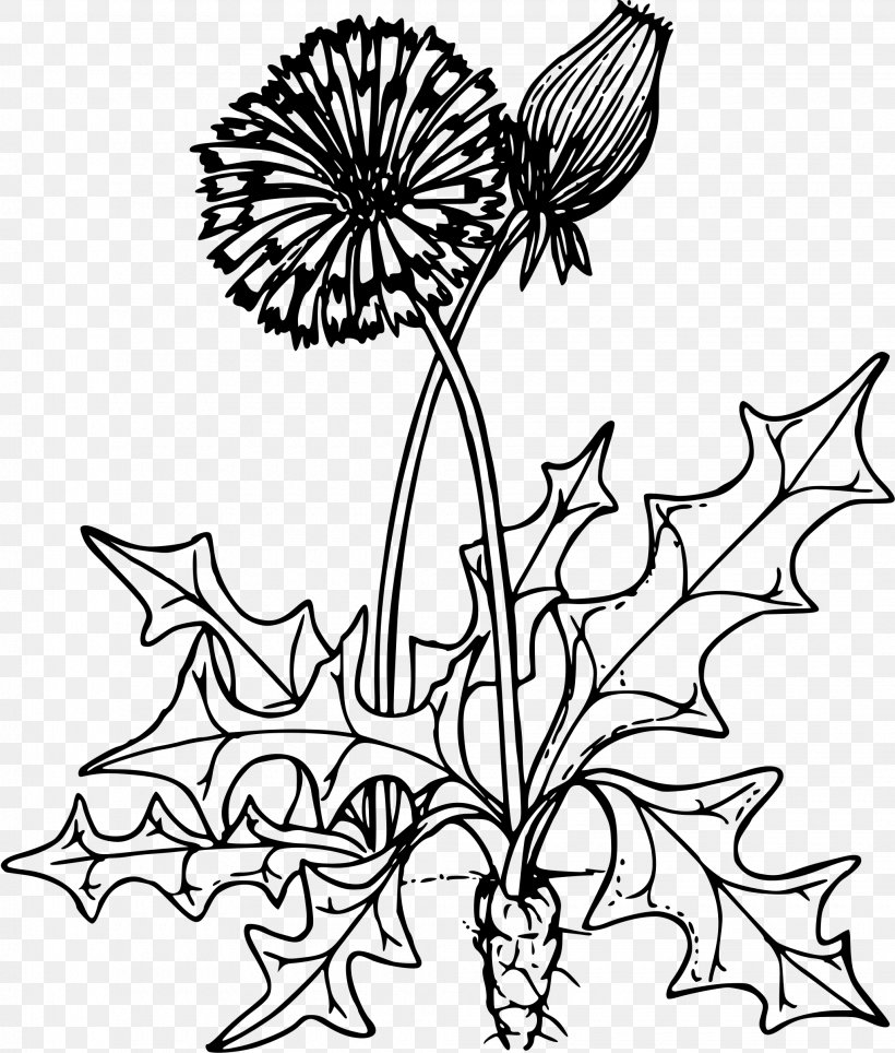 Coloring Book Dandelion Herb Drawing Child, PNG, 2040x2400px, Coloring Book, Artwork, Black And White, Branch, Cartoon Download Free