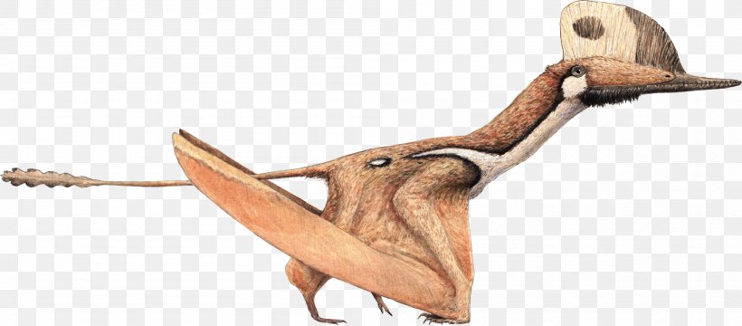 Darwinopterus Modularis Kunpengopterus Pterodactyls Gnathosaurus, PNG, 2000x880px, Darwinopterus, Animal Figure, Beak, Ctenochasma, Dinosaur Download Free