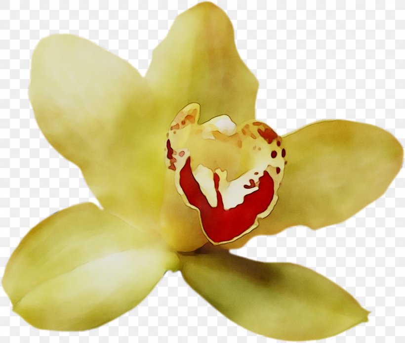 Moth Orchids, PNG, 1071x907px, Moth Orchids, Cattleya, Flower, Flowering Plant, Moth Orchid Download Free