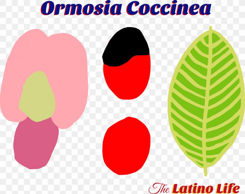 Ormosia Coccinea Seed Abrus Precatorius Clip Art Plants, PNG, 2092x1663px, Seed, Bean, Drawing, Flower, Fruit Download Free
