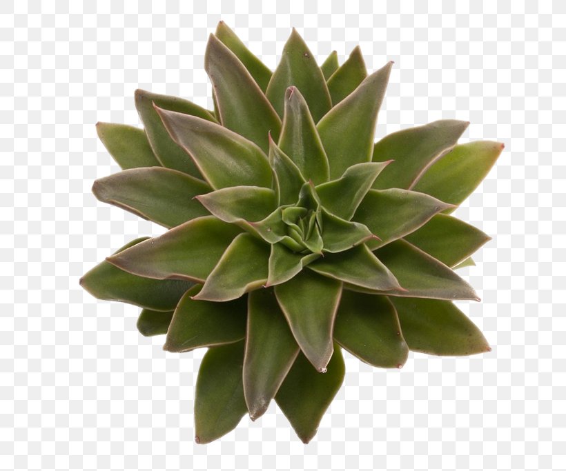 Succulent Plant Flower Echeveria Agavoides DIY Succulents: From Placecards To Wreaths, 35+ Ideas For Creative Projects With Succulents, PNG, 723x683px, Succulent Plant, Agave, Agave Azul, Aloe, Color Download Free