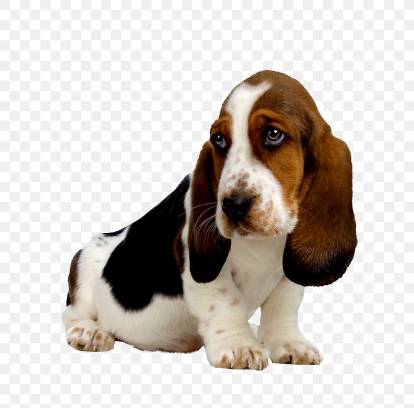Basset Hound Puppy Beagle Basset Artésien Normand Bloodhound, PNG, 800x808px, Basset Hound, American Kennel Club, Beagle, Bloodhound, Breed Download Free
