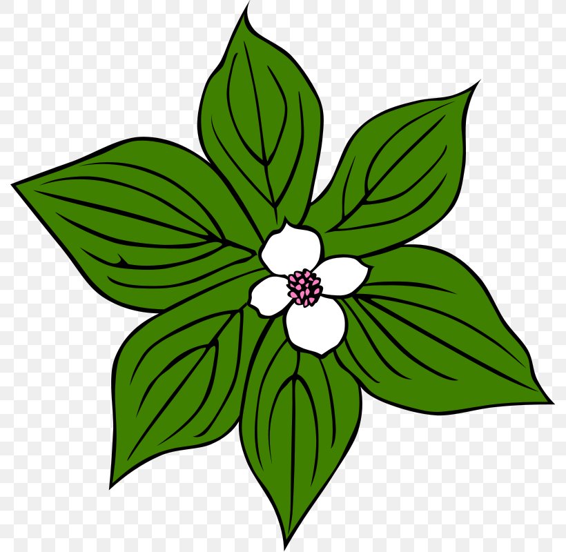 Flower Green Clip Art, PNG, 790x800px, Flower, Flora, Floral Design, Flowering Plant, Free Content Download Free