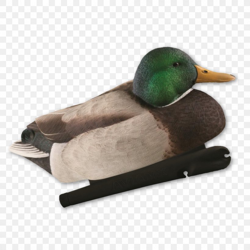 Mallard Goose Duck Hunting Decoy, PNG, 1000x1000px, Mallard, Beak, Bird, Bird Migration, Decoy Download Free
