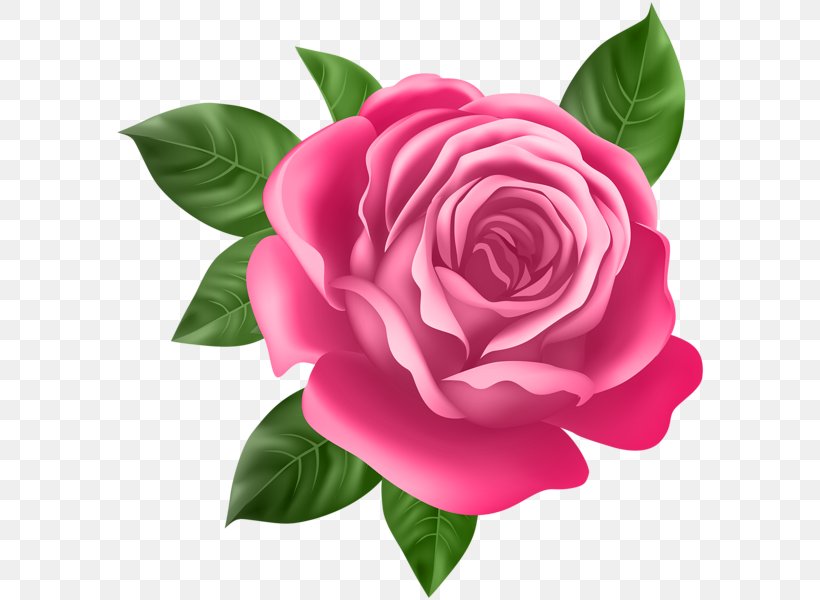 Rose Purple Flower Clip Art, PNG, 590x600px, Rose, Camellia, China Rose, Cut Flowers, Floribunda Download Free