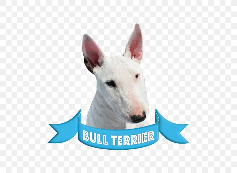 American Pit Bull Terrier Rat Terrier Staffordshire Bull Terrier Wire Hair Fox Terrier, PNG, 600x600px, Bull Terrier, American Pit Bull Terrier, Border Terrier, Boston Terrier, Bull And Terrier Download Free