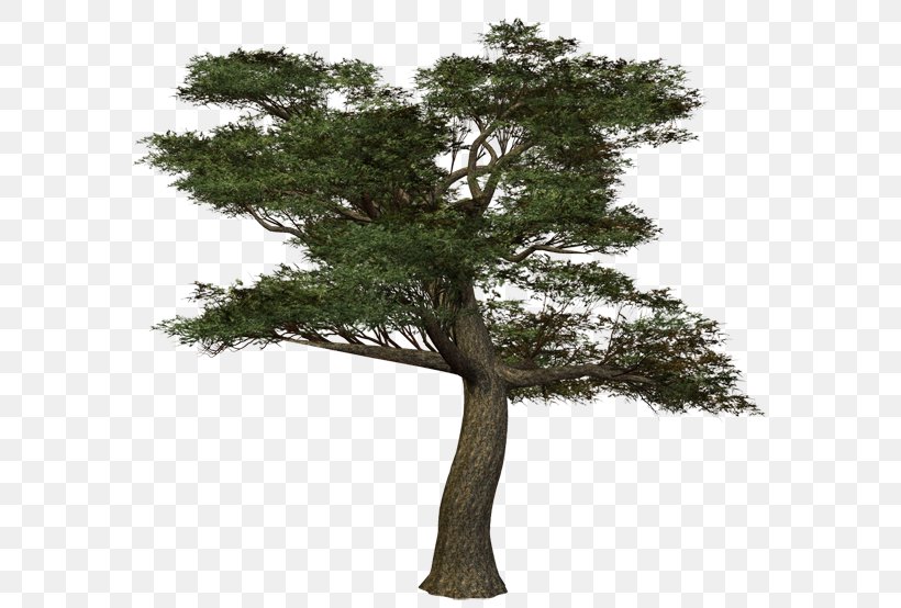 Branch Treelet Birch Trunk, PNG, 600x554px, Branch, Birch, Borke, Evergreen, Houseplant Download Free